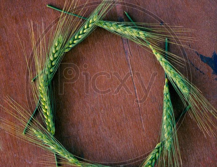 Young Green Wheat Ears Or Spikelets arranged as  a  Hexagon For Space On a Wooden Table
