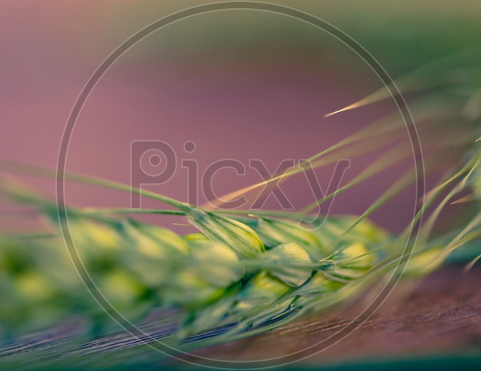 Young Green Wheat Ears Placed On the Wooden Table Closeup