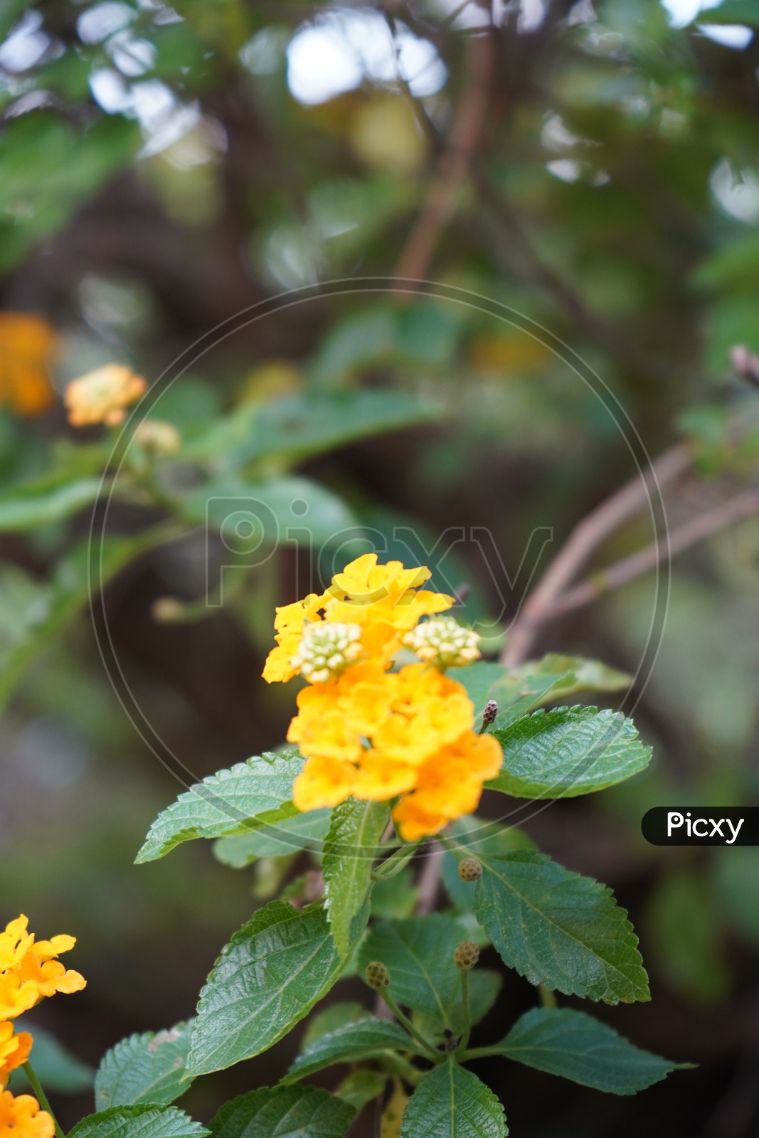 Yellow Flower with leaf
