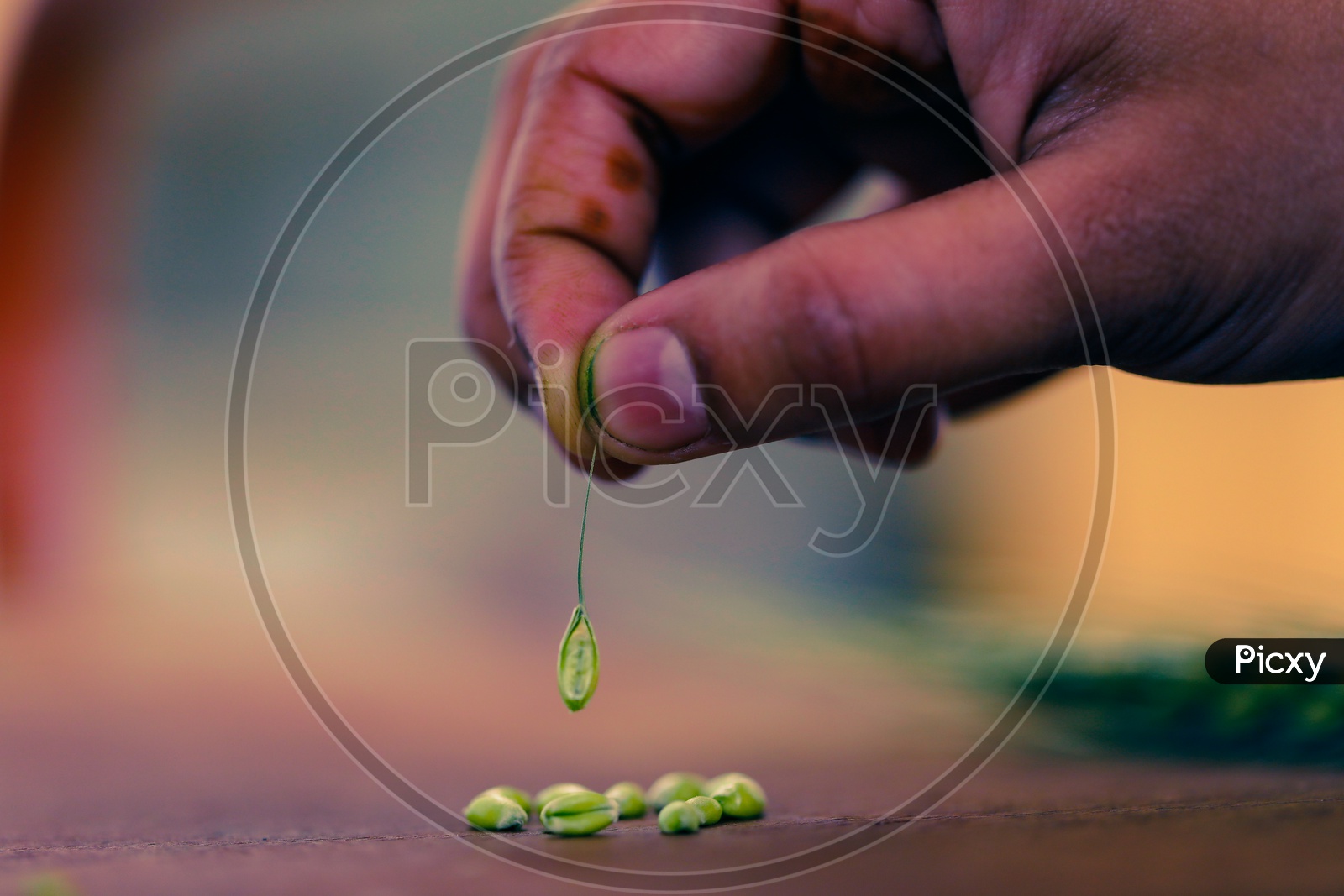 A Hand Picking Fresh Green Wheat Grains on a Wooden Table Background