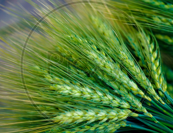 Young  Green  Wheat Ears Or Spikelets  Bunch  Closeup