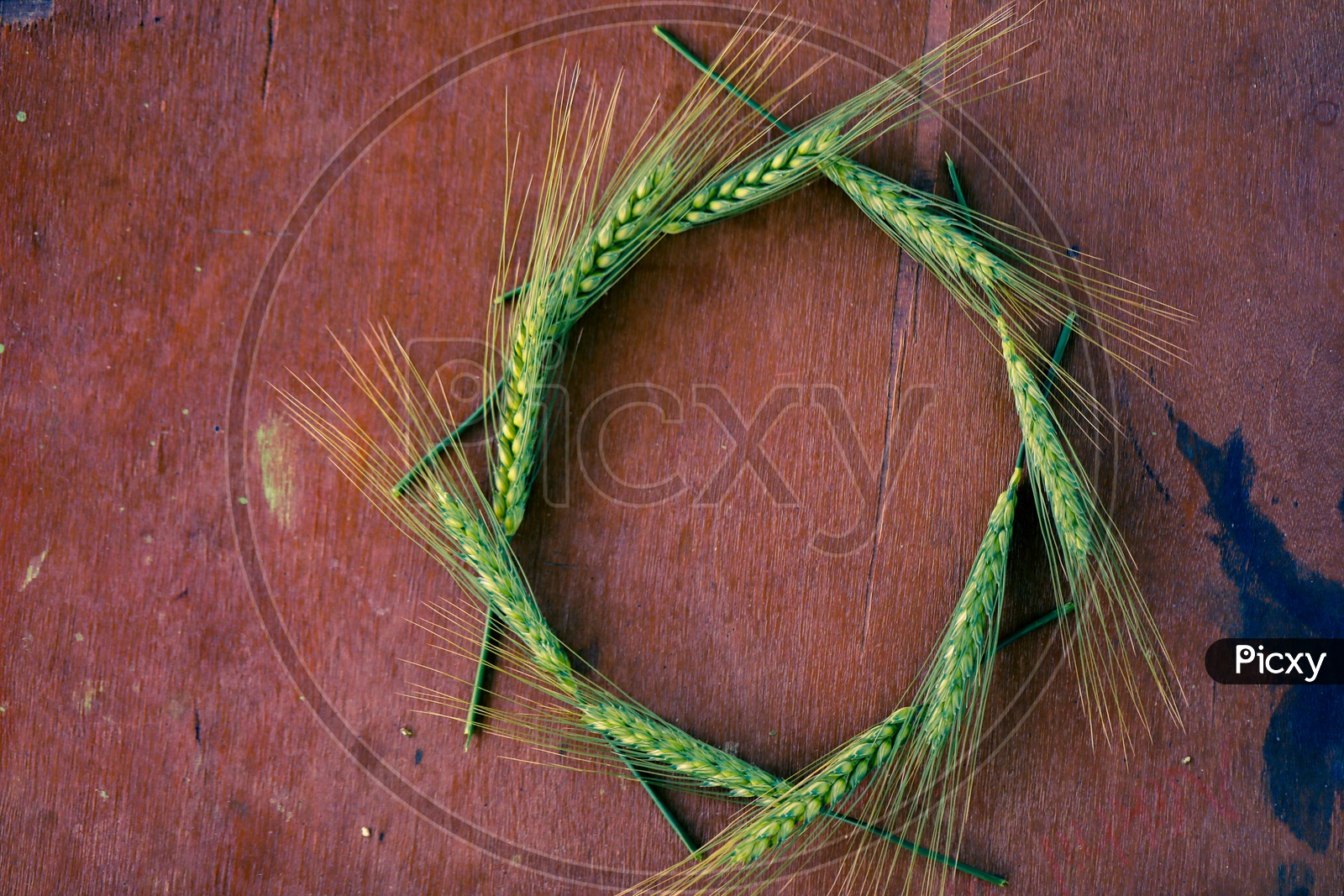 Young Green Wheat Ears Or Spikelets arranged as  a  Hexagon For Space On a Wooden Table