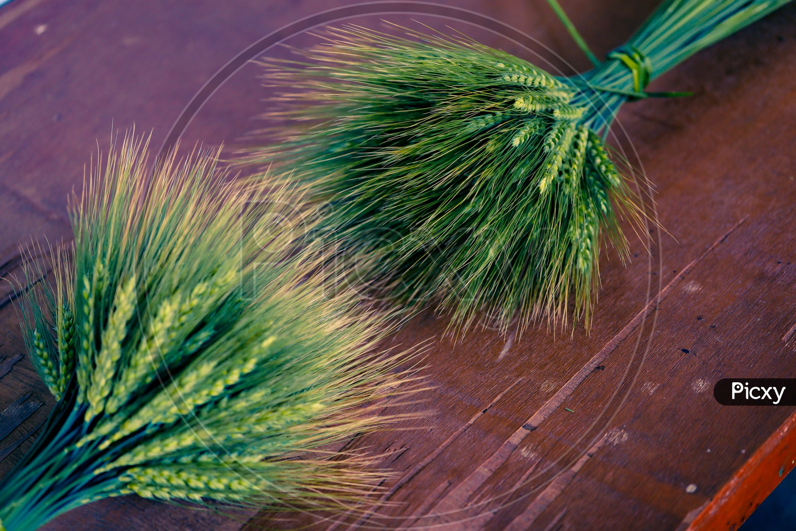 Young  Green  Wheat Ears Or Spikelets  Bunch  Closeup  On a Wooden Table Background