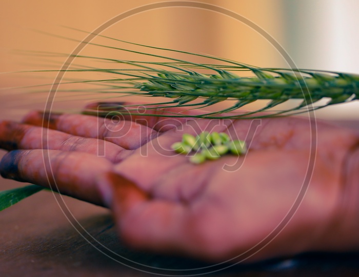 Fresh Green Wheat Grains On a Hand  with Wooden Table Background