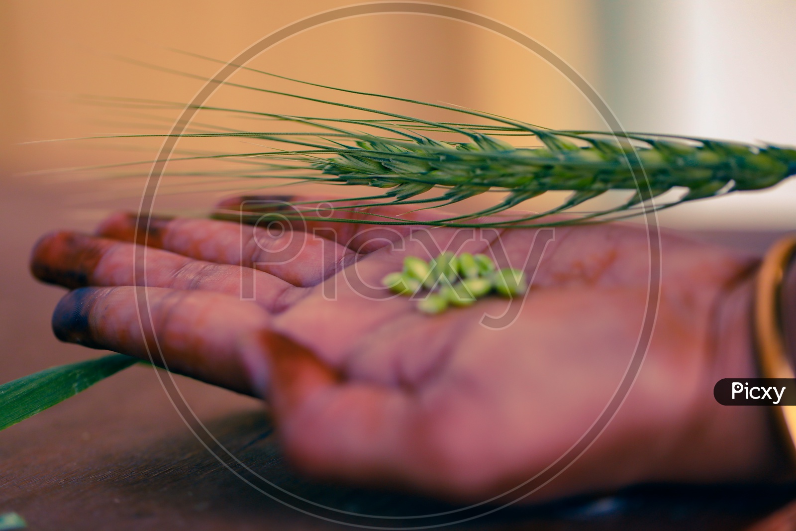 Fresh Green Wheat Grains On a Hand  with Wooden Table Background