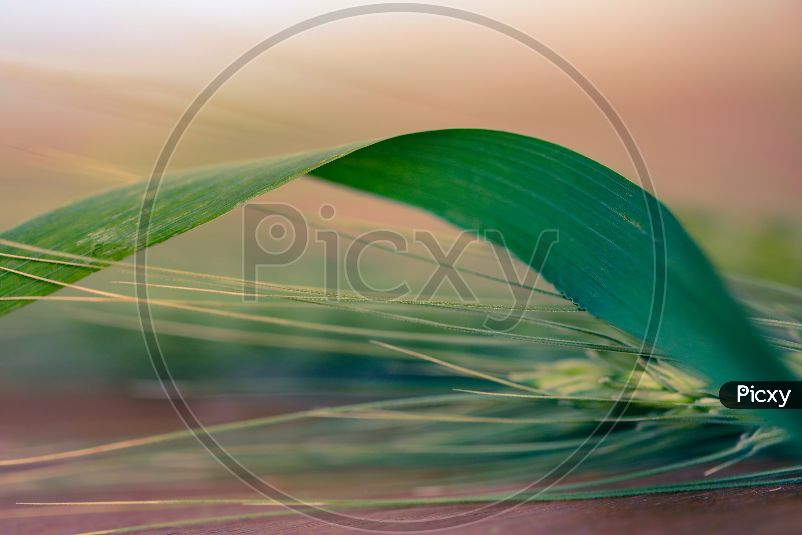 Fresh Green Wheat Ear Or Spikelet  on a Wooden Table Background