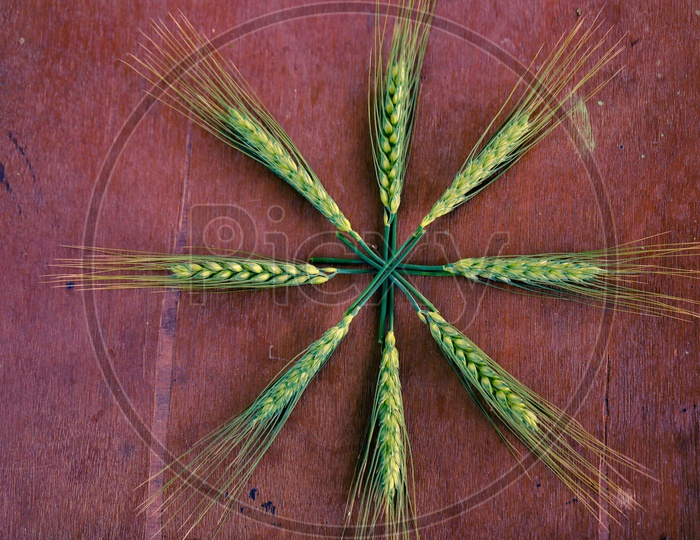 Young green Wheat Ears Or Spikelets On an Wooden Table  Background