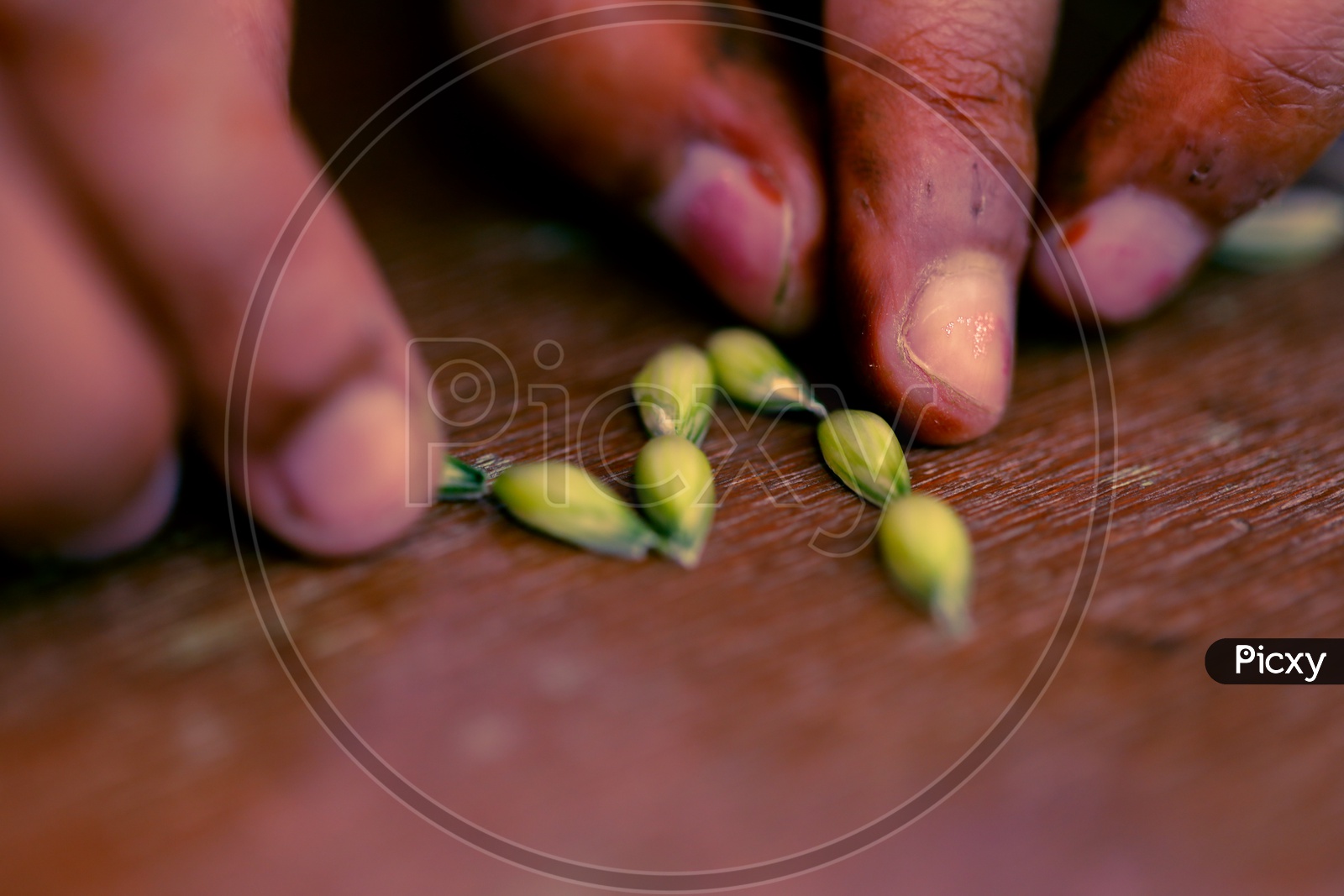 Fresh Green Wheat Grains From Wheat Eras Placed on a Wooden Table Closeup