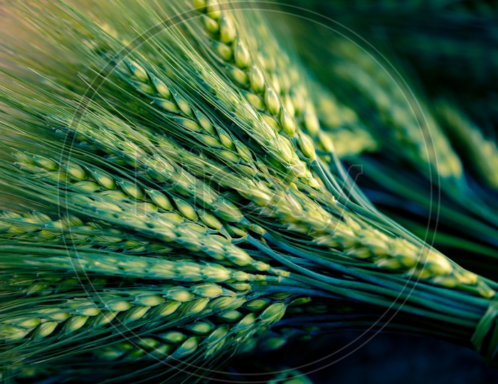 Young  Green  Wheat Ears Or Spikelets  Bunch  Closeup