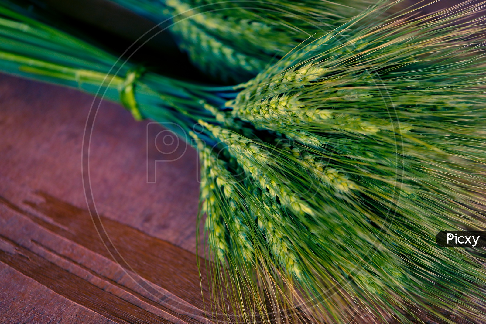 Young  Green  Wheat Ears Or Spikelets  Bunch  Closeup  On a Wooden Table Background