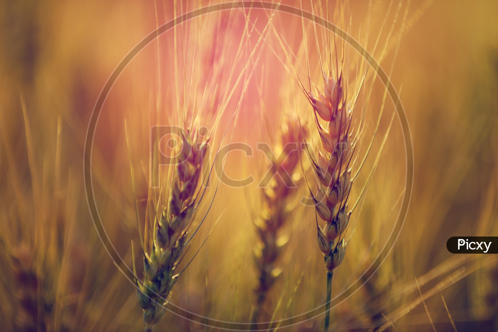 Young Green Wheat Ears Or Spikelets in a Wheat Fields Closeup
