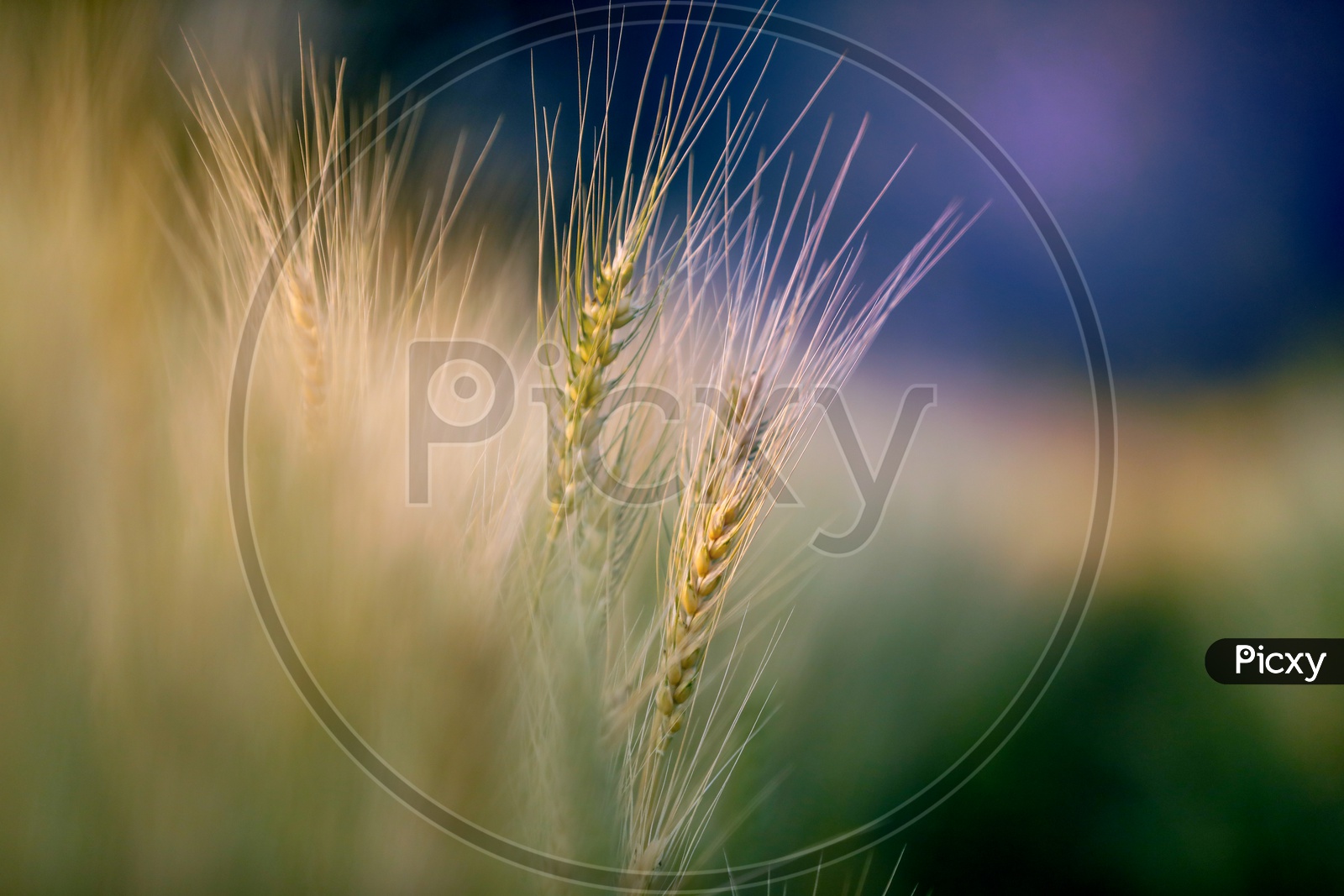 Young Green Wheat Ears Or Spikelets in a Wheat Fields Closeup