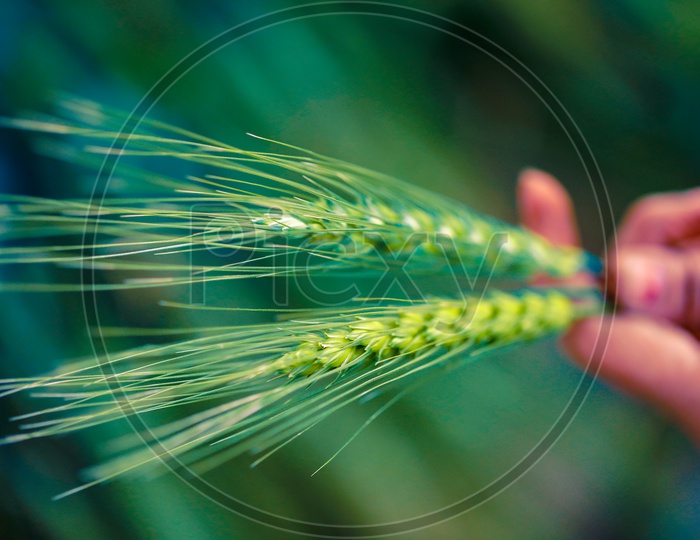 Young Green Wheat Ears Or Spikelets holding in a Hand  closeup