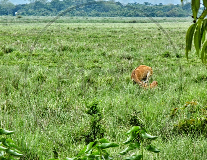 A pair of eastern swamp deer playing in the field.