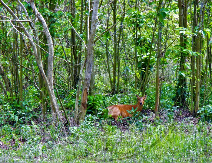 Eastern swamp deer resting in the woods