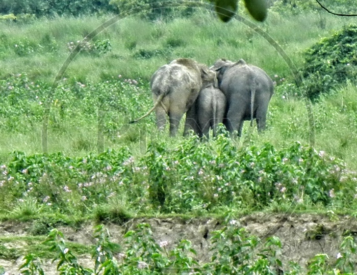 An Asian elephant family in the fields.
