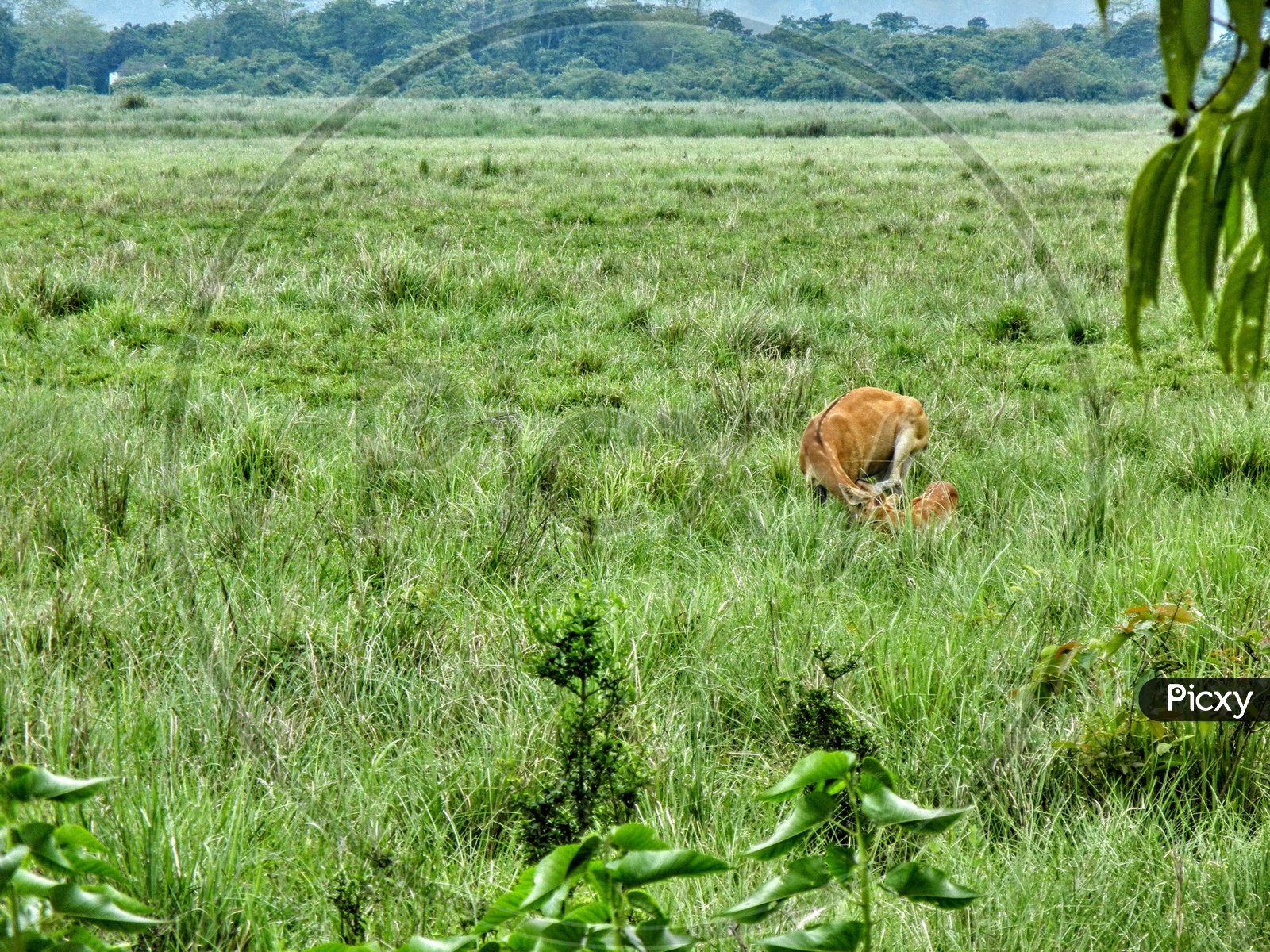 A pair of eastern swamp deer playing in the field.