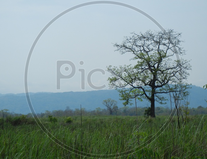 Landscape at Kaziranga