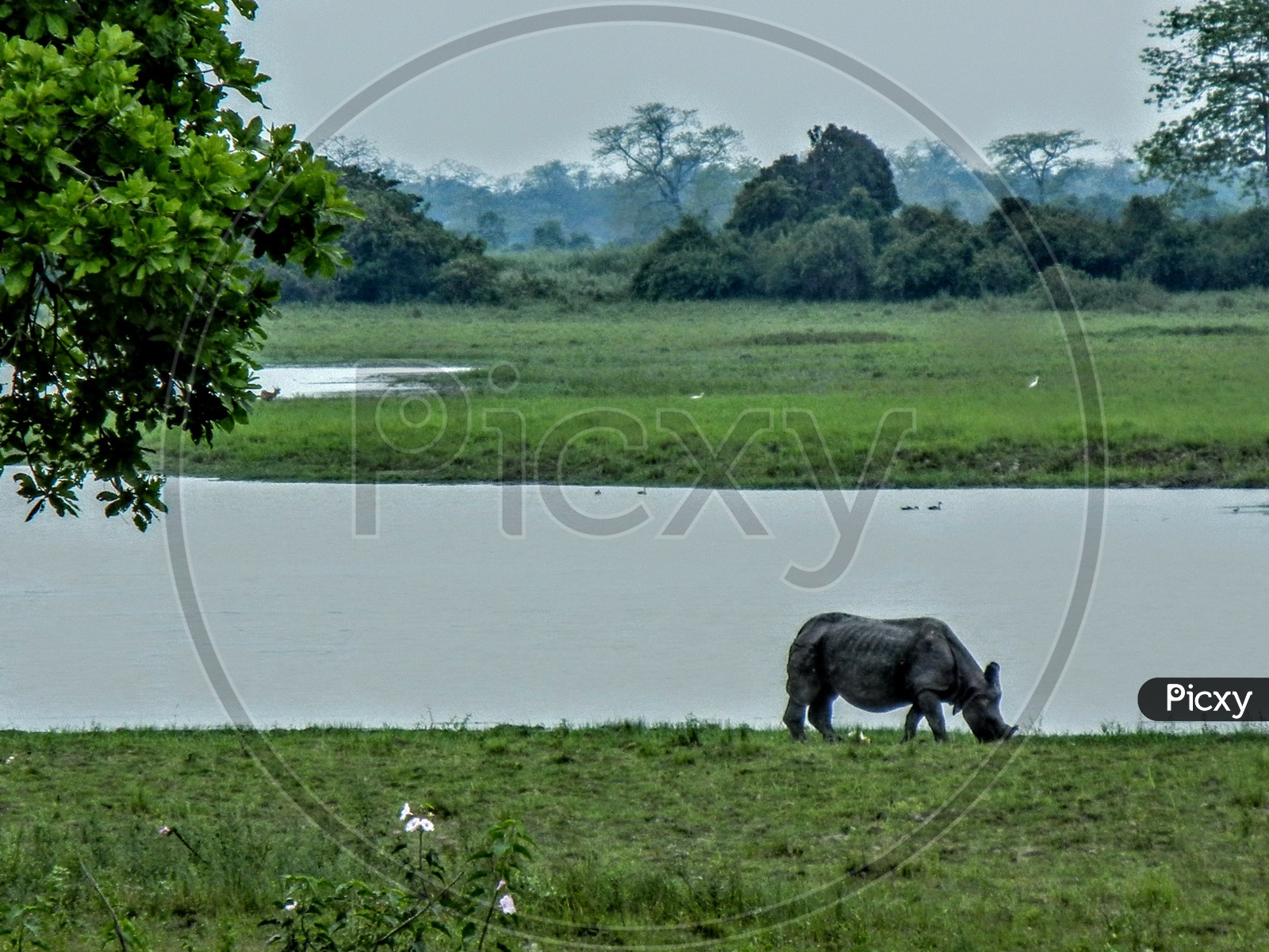 A greater one- horned rhinoceros grazing by a lake.