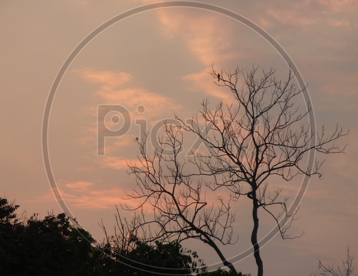Sunset in Kaziranga