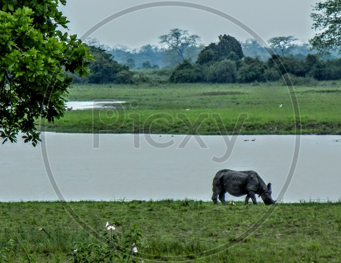A greater one- horned rhinoceros grazing by a lake.