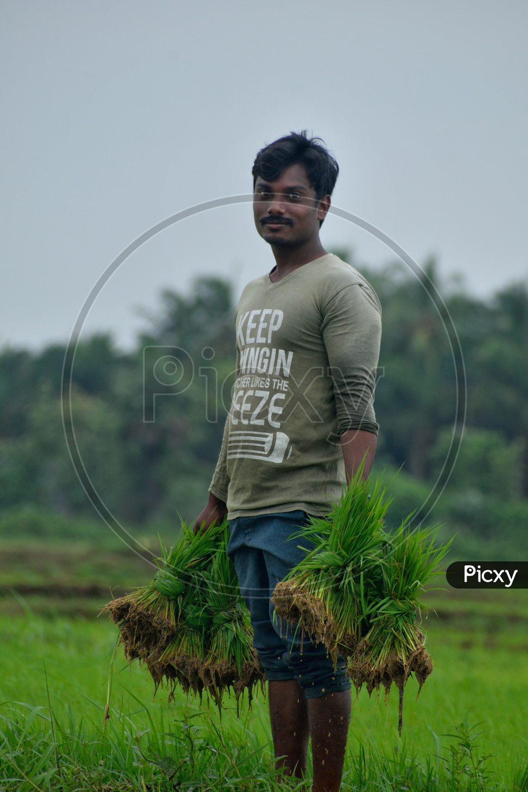 Men at paddy cultivation