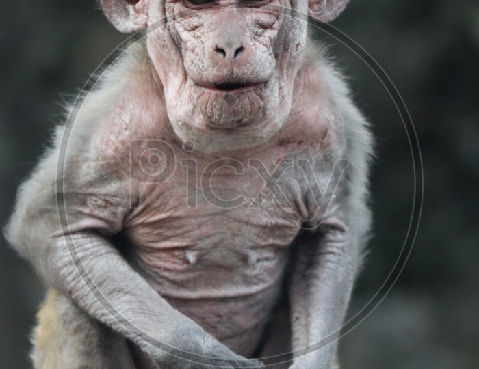 Indian Monkey Or Macaque