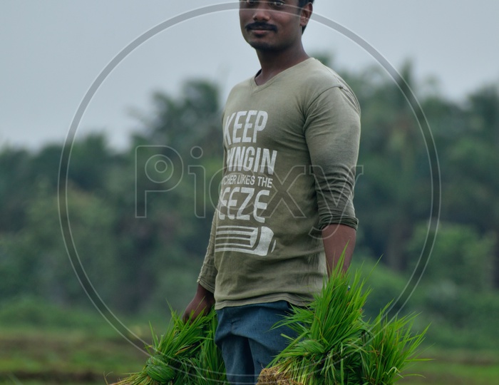 Men at paddy cultivation