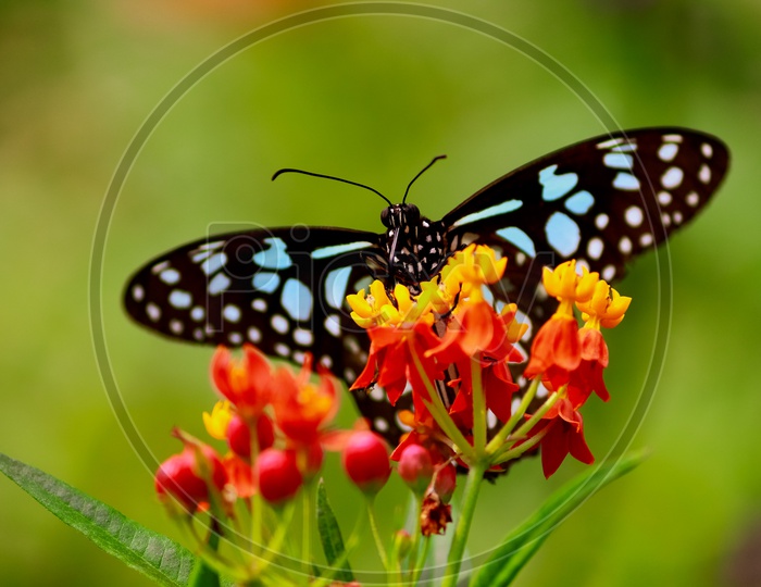 Butterfly Sucking Nectar From a Flower Closeup Macro Shot