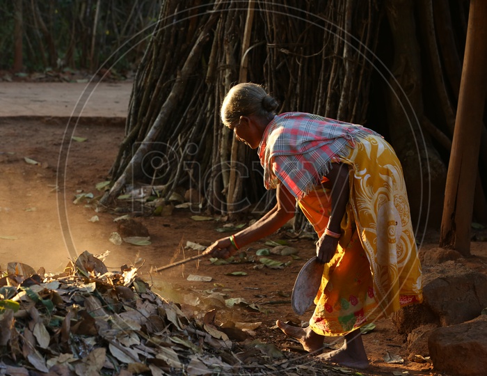 Indian Tribal Woman  Sweeping The Dried Leafs With a Wooden Stick At a Tribal Village