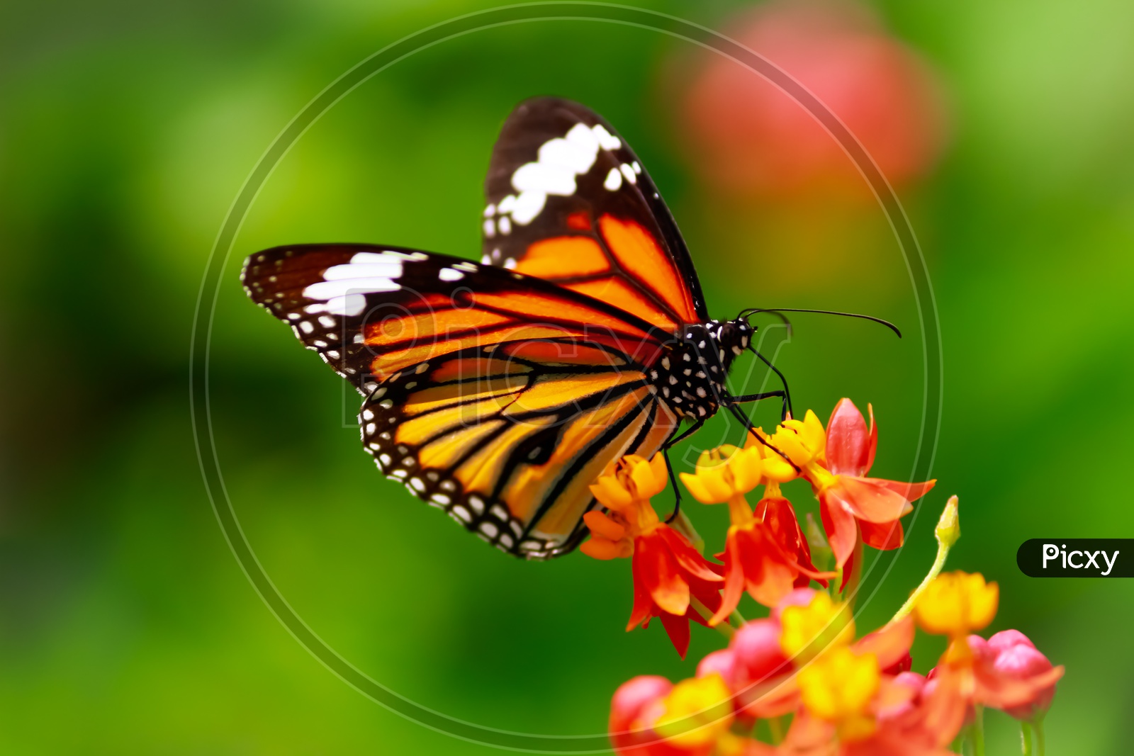 Image of Butterfly Sucking Nectar From a Flower Closeup Macro Shot