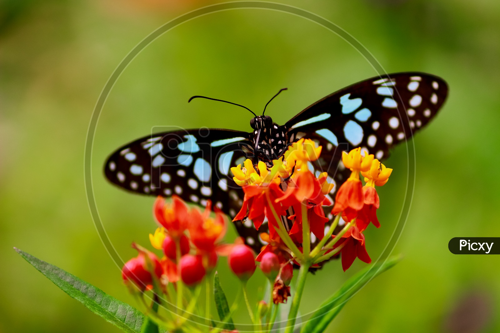 Butterfly Sucking Nectar From a Flower Closeup Macro Shot