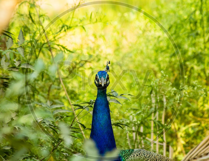 Peacock at Hampi
