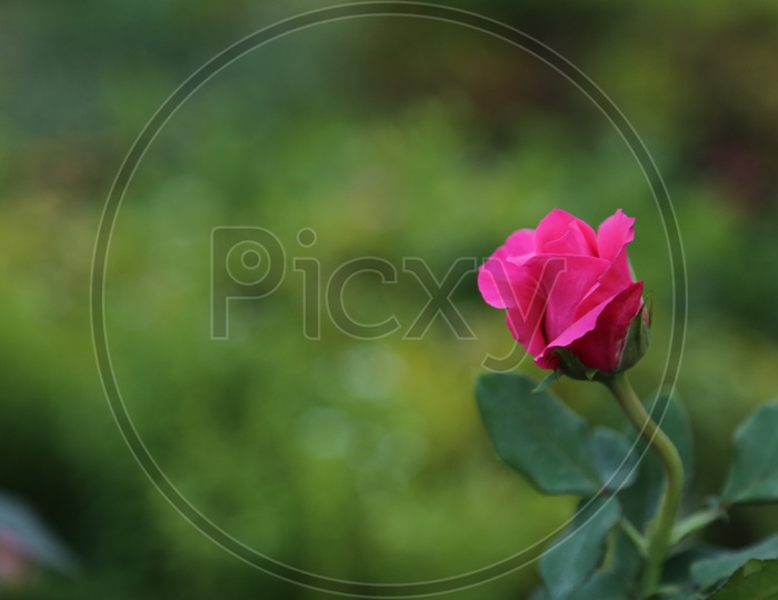 Rose Flower Bud  Blooming On Plant