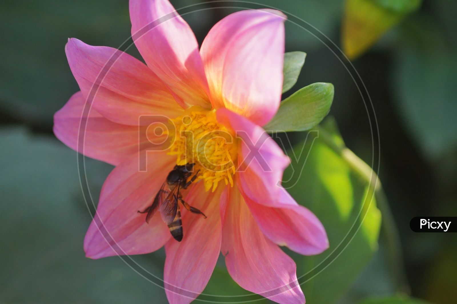 Flower and Insect