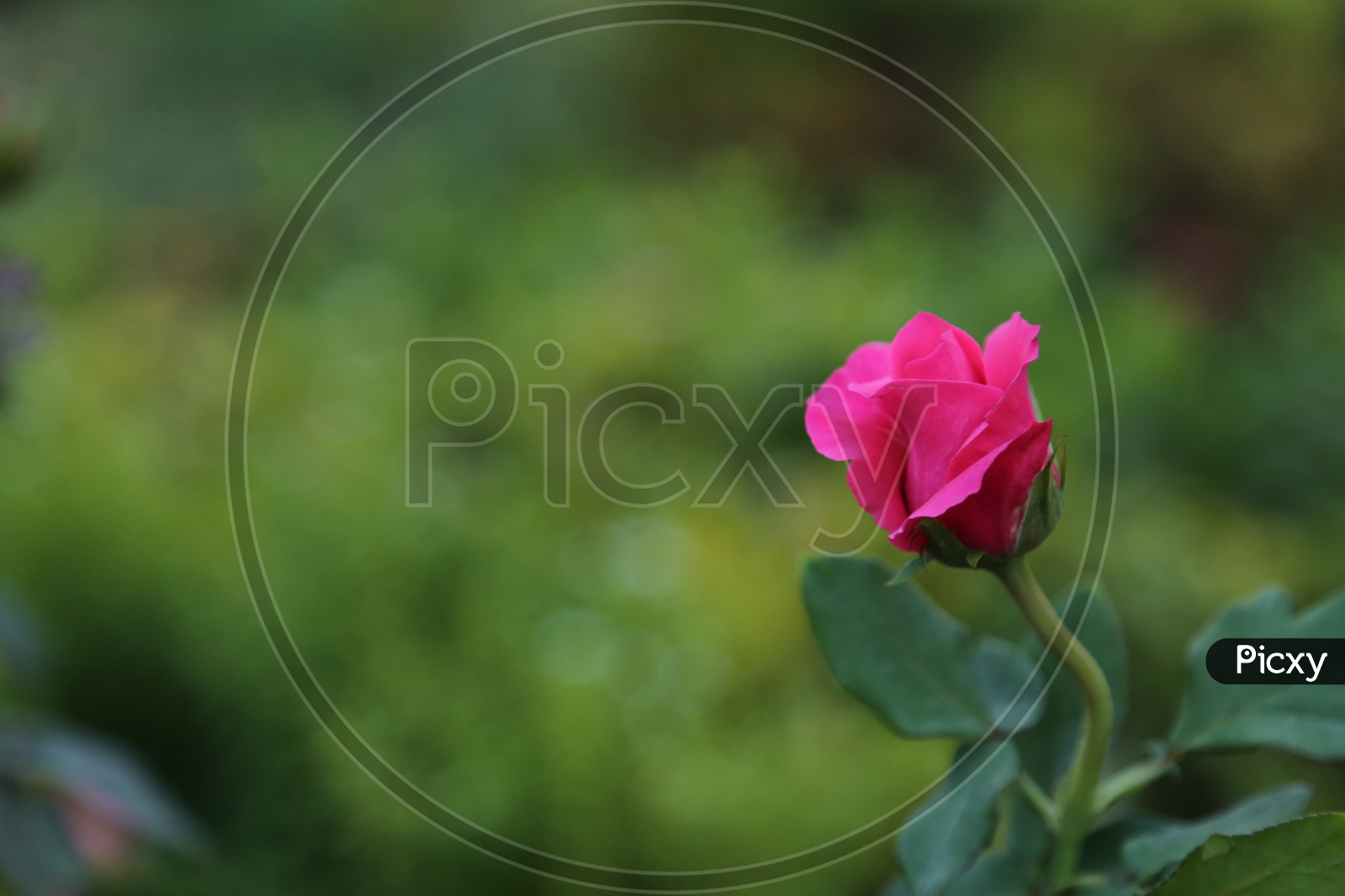 Rose Flower Bud  Blooming On Plant