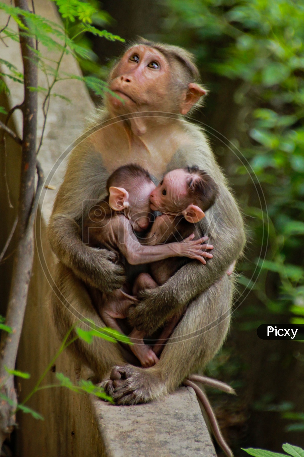 Monkey Mother's Love