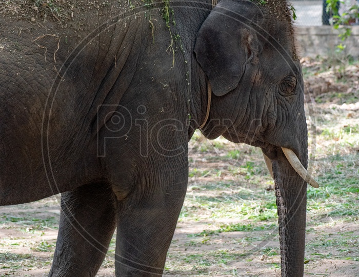 An elephant tied with chains at zoo.