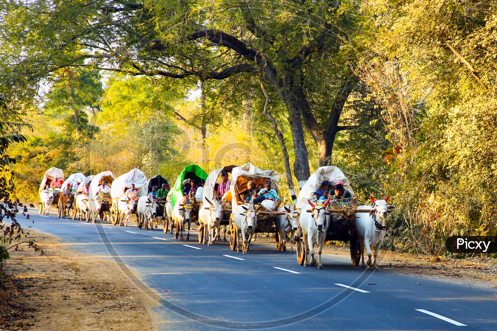 Telangana Rural Village Devotees Travelling In Bullock Carts For Medaram Jaathara