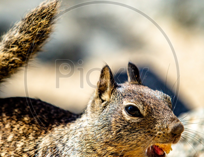 American Red Squirrel in Yosemite National Park
