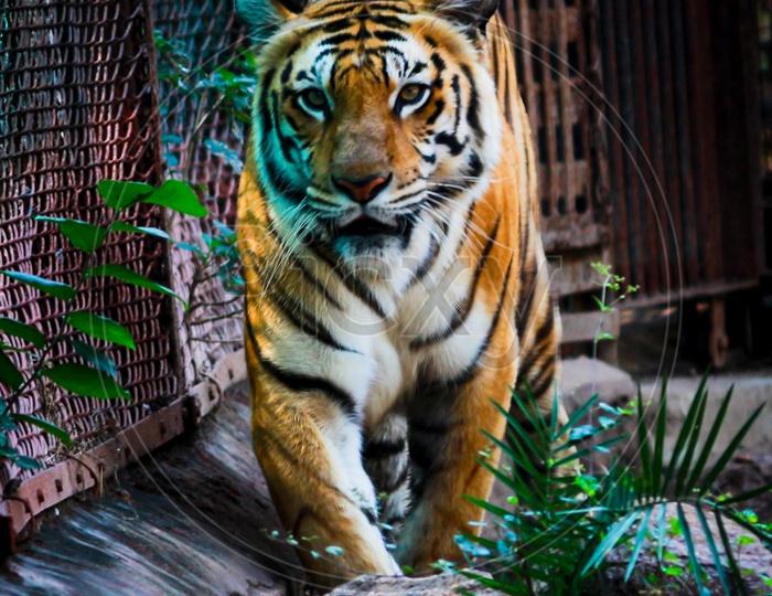 Tiger Closeup Walking In a Zoo