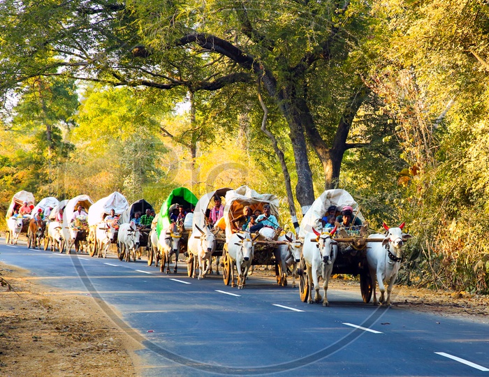 Telangana Rural Village Devotees Travelling In Bullock Carts For Medaram Jaathara