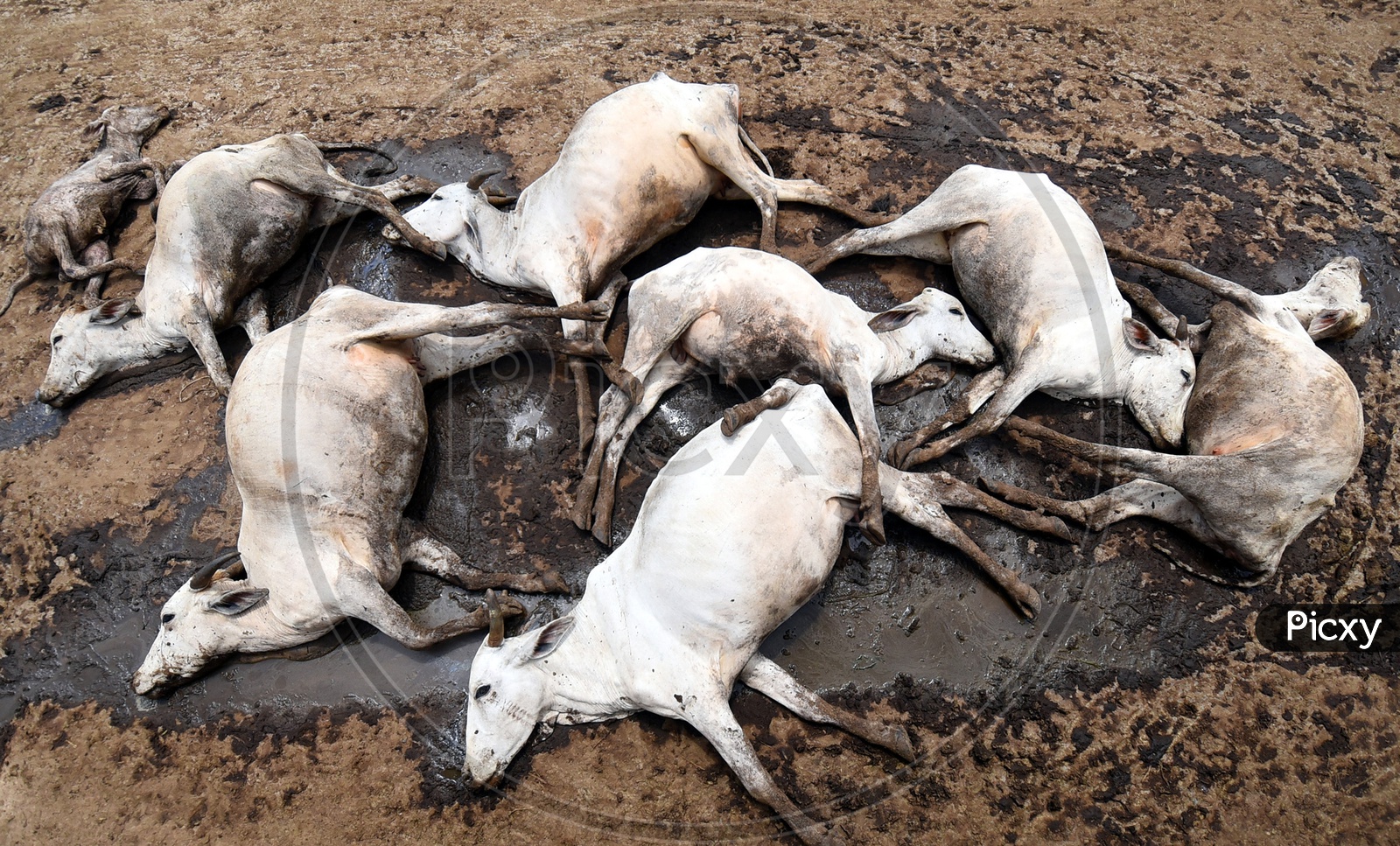 they fell one after another. At least 100 cows died at a “Gaushala”