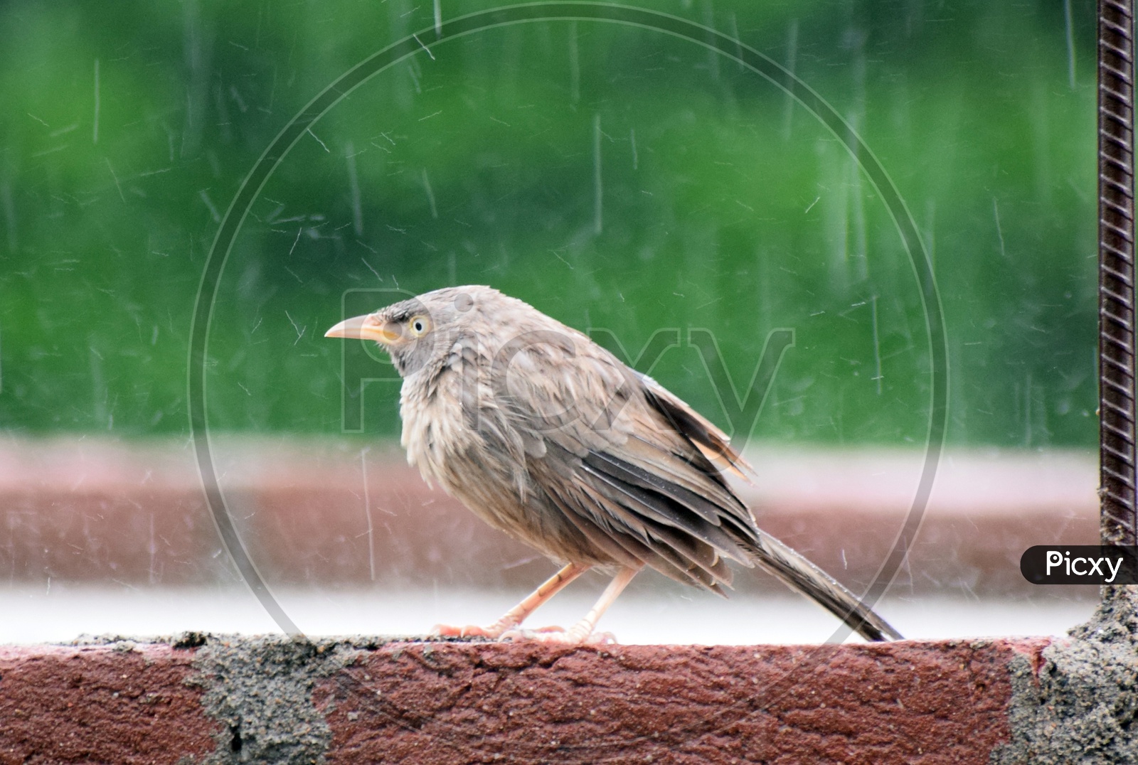 Angry bird getting wet in rain