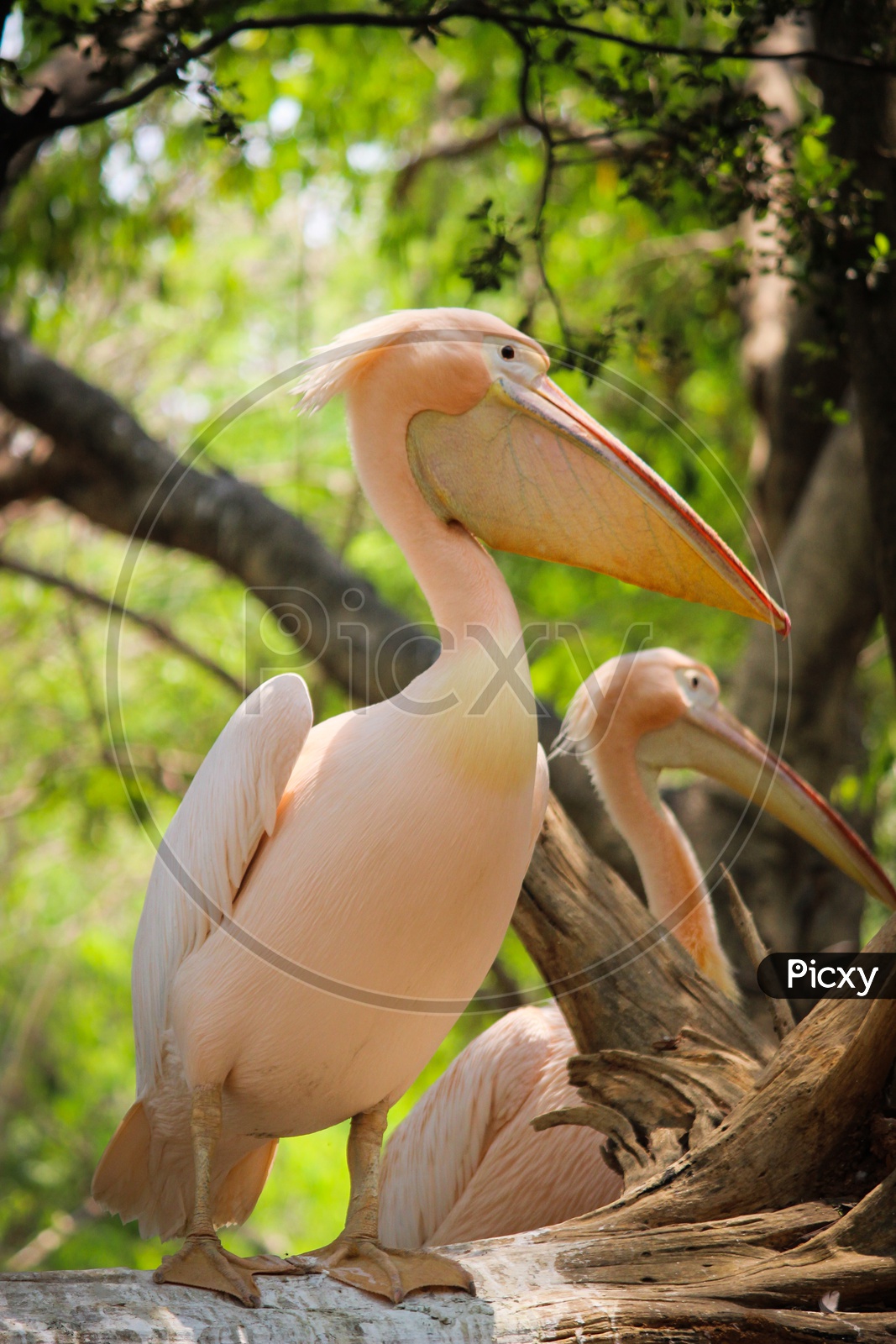 the great white pelican