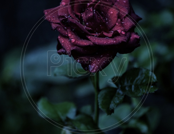 Rose with sprinkled water over it