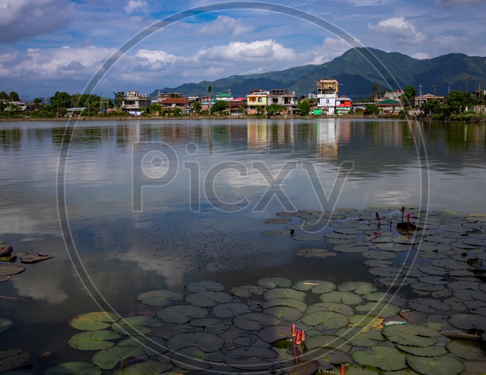 Water pond With Lotus Flower Buds