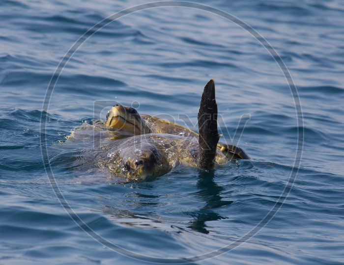 TURTLE MATING