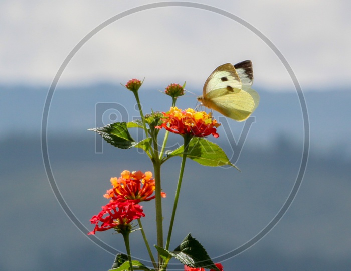 A butterfly landing on a flower in a forest near shillong