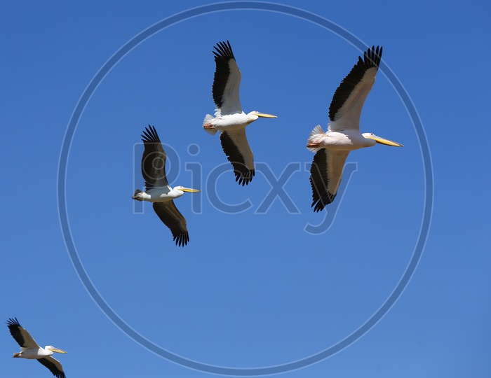 grey heron Birds   flying in Sky